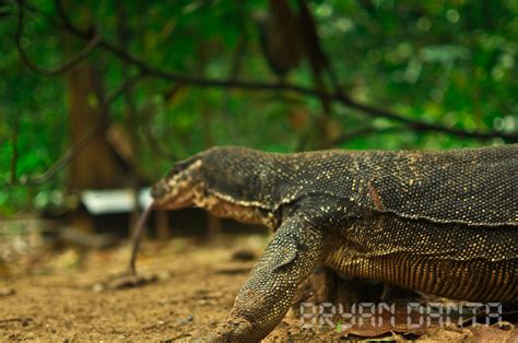 bayawak price|Bayawak: A Monitor Lizard Almost As Big As the Endangered.